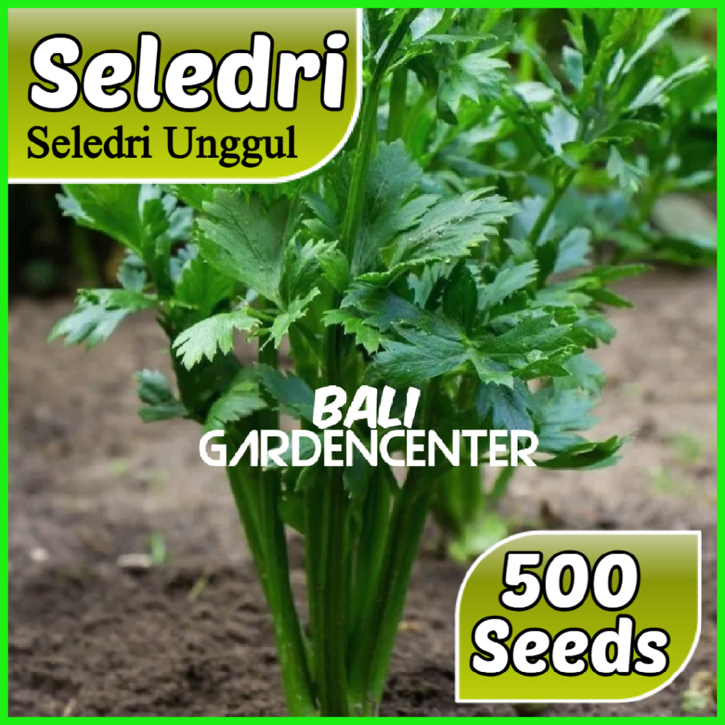 Isi 500 Benih Biji Seledri - Seledri Unggul