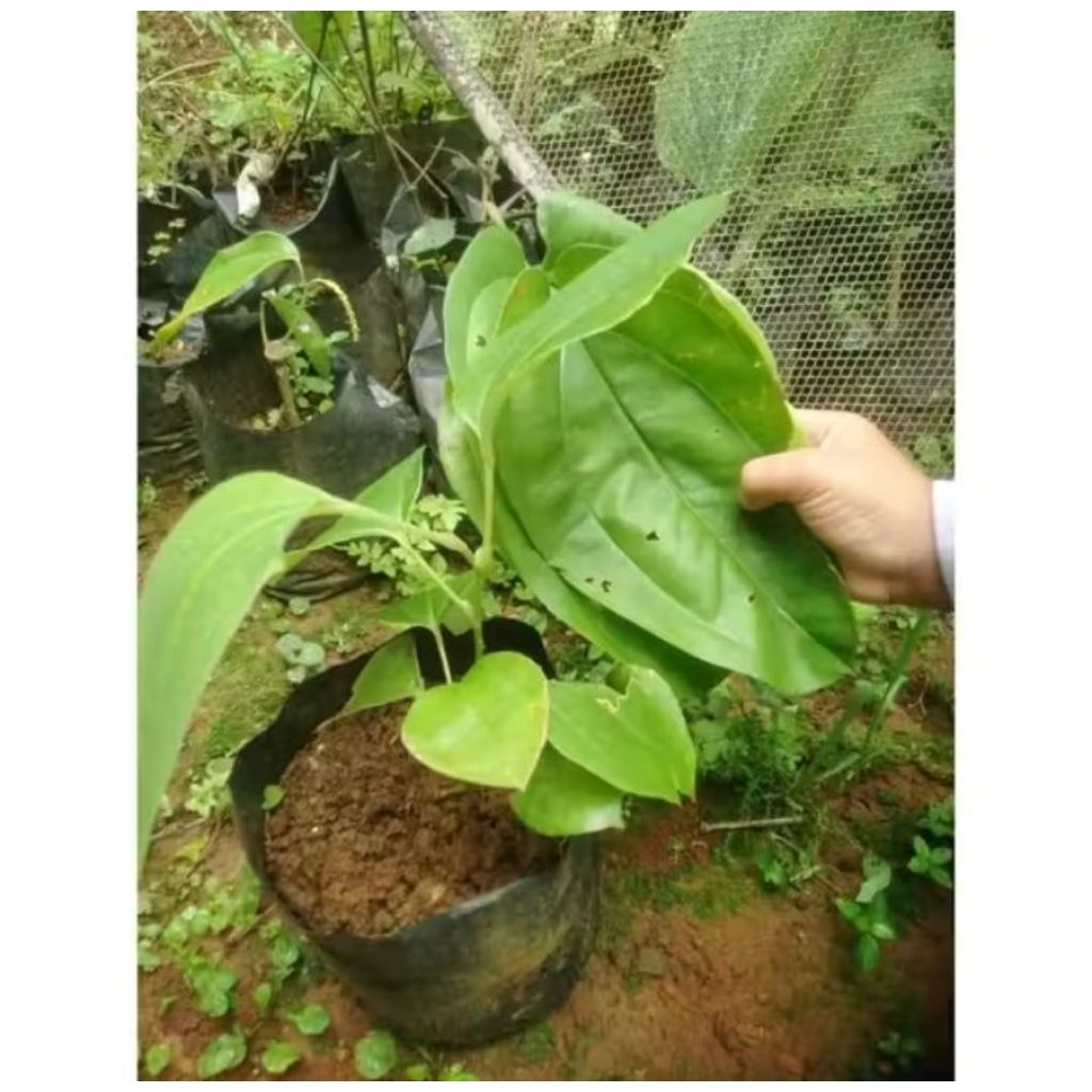 ready bibit daun 3 jari / daun bungkus papua original siap tanam