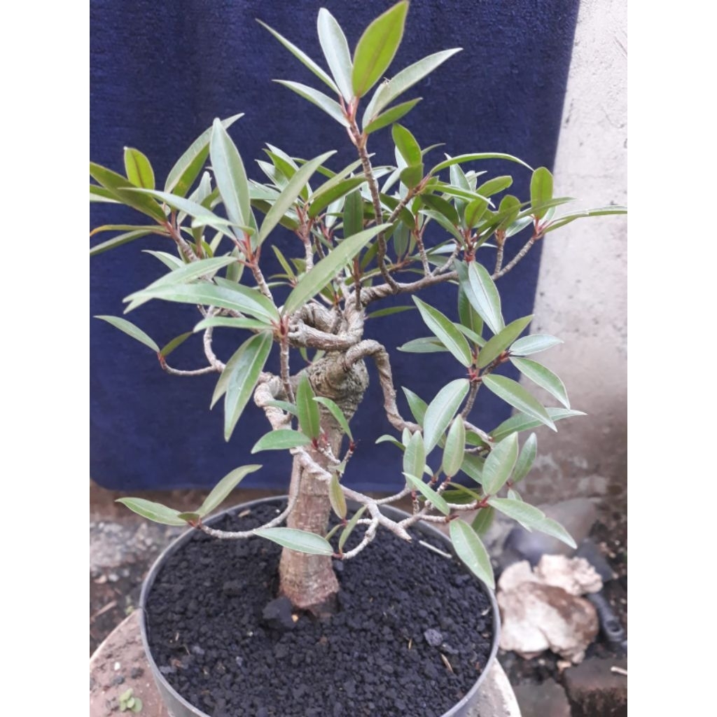 Bonsai Beringin California import Sesuai Foto