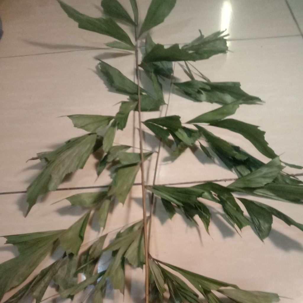 daun liwung gunung lawu