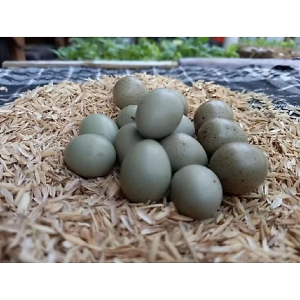 Telur Puyuh Batu Vertil