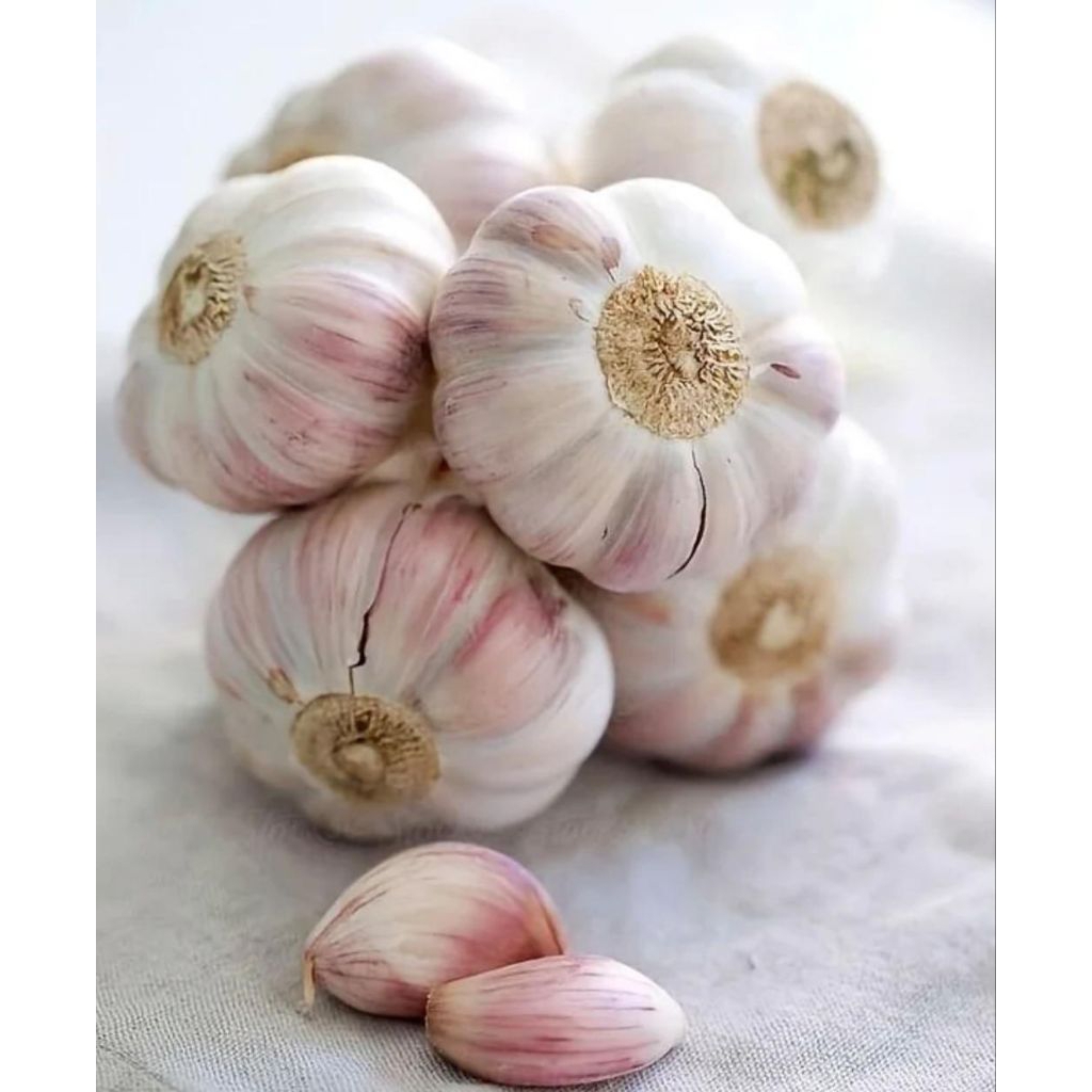 Bawang Putih Sinco