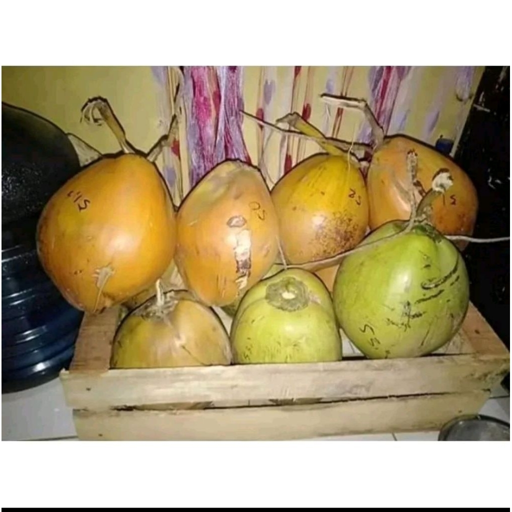 Kelapa Kopyor genjah khas pati - Kelapa Kopyor