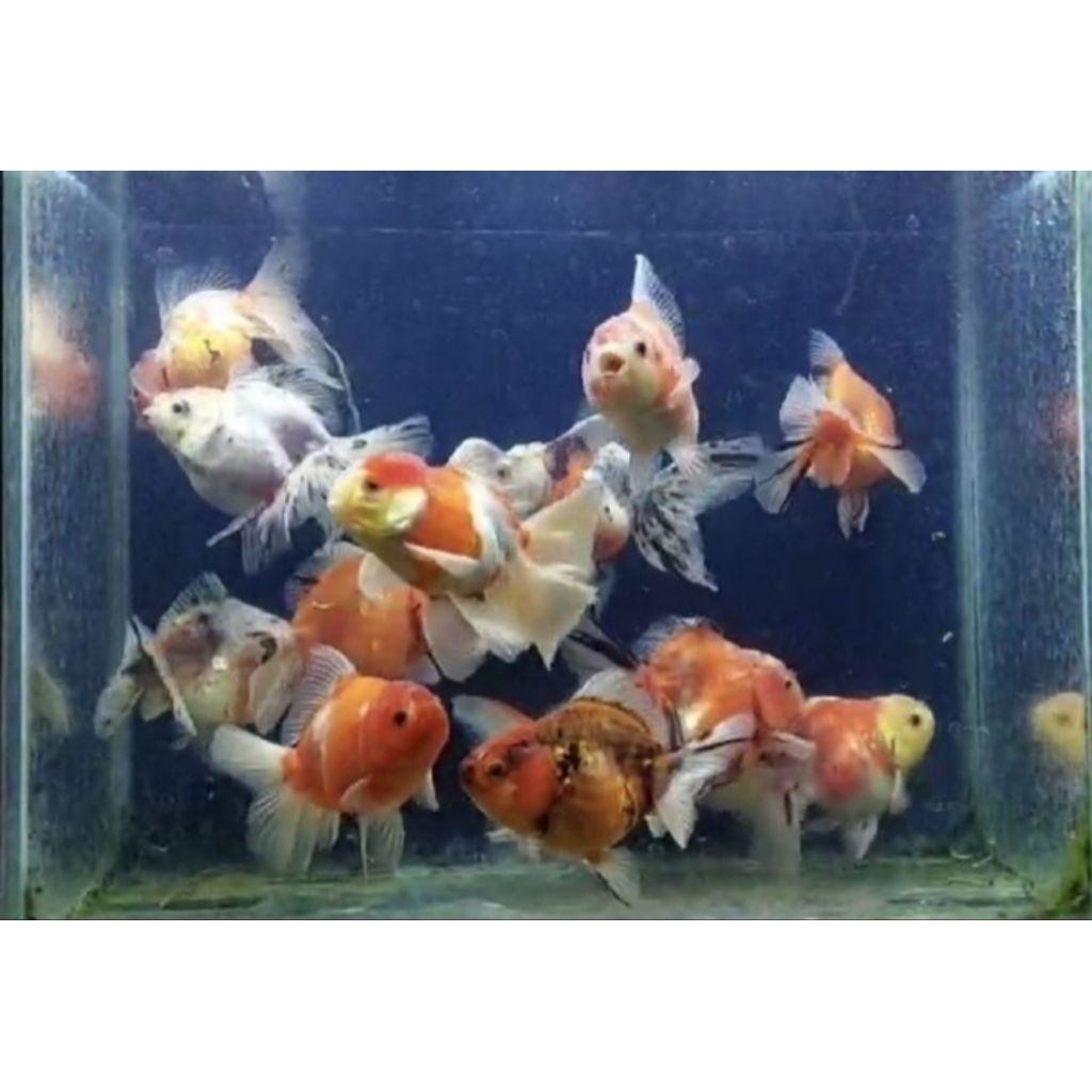 Aksesoris Aquarium Stiker Koki Oranda Rosetail Size Jumbo Hiasan Aquarium |Ikan Hias Bozz Louhan Pek