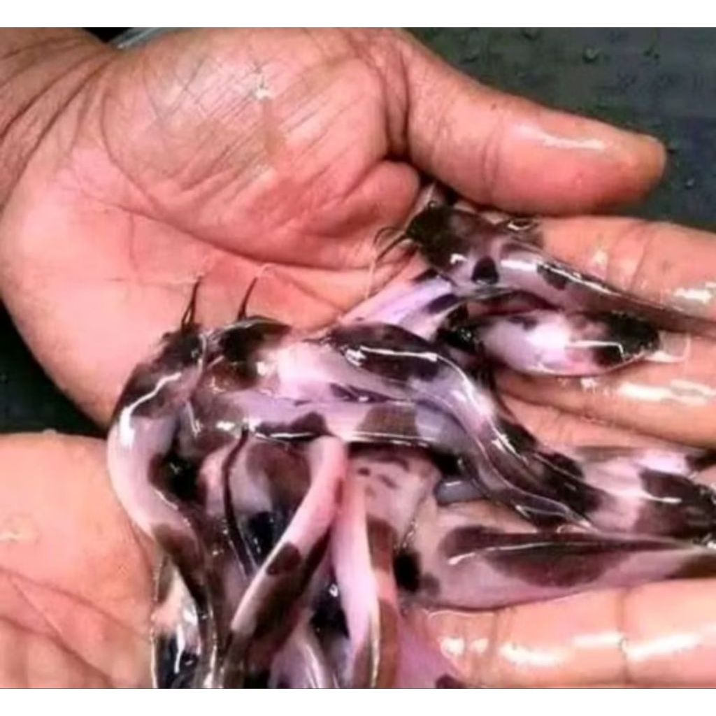 30 pcs dekorasi akuarium air tawar kolam lele albino cept jumbo besar