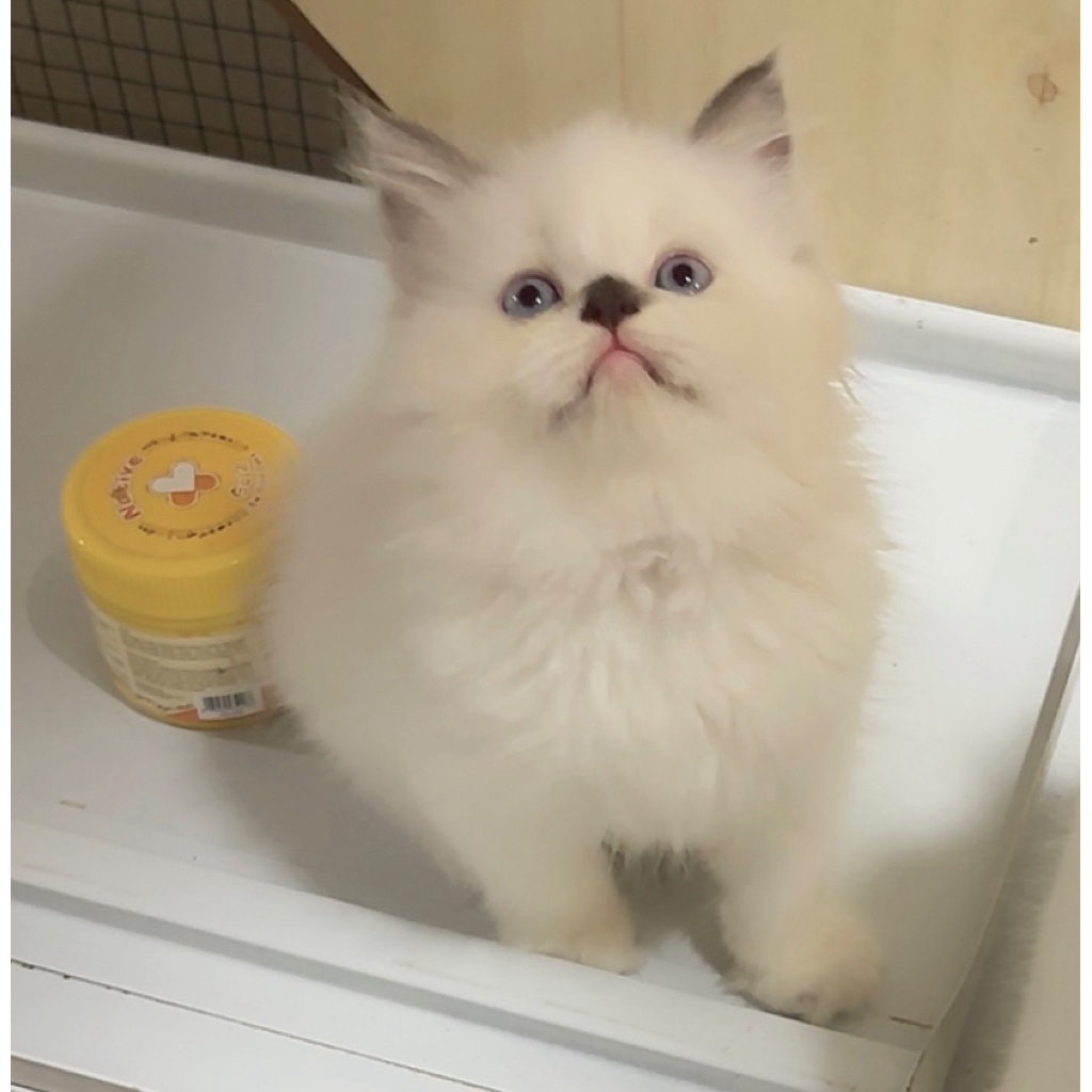 kitten ragdoll betina