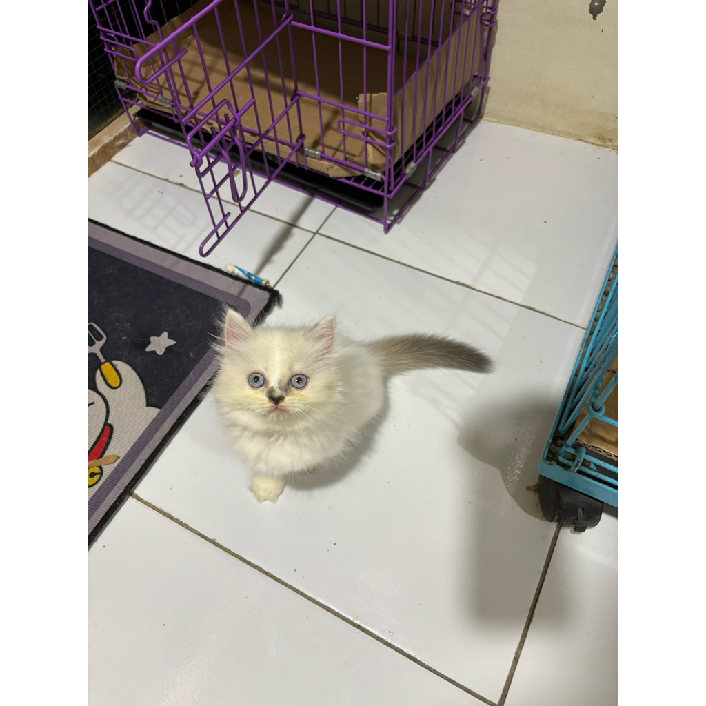kitten ragdoll betina