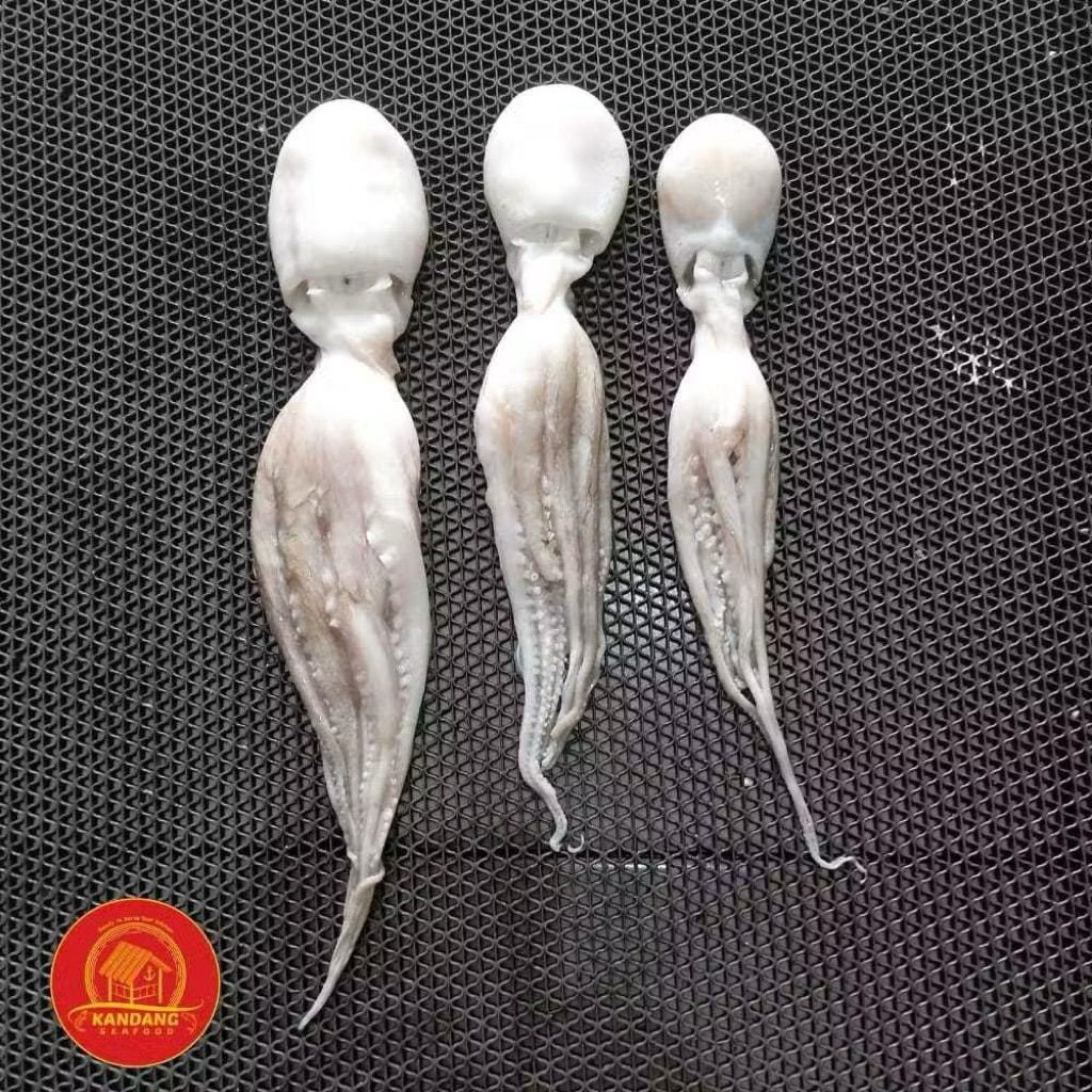 Baby Octopus/ Baby Gurita Segar Fresh/ Gurita Segar