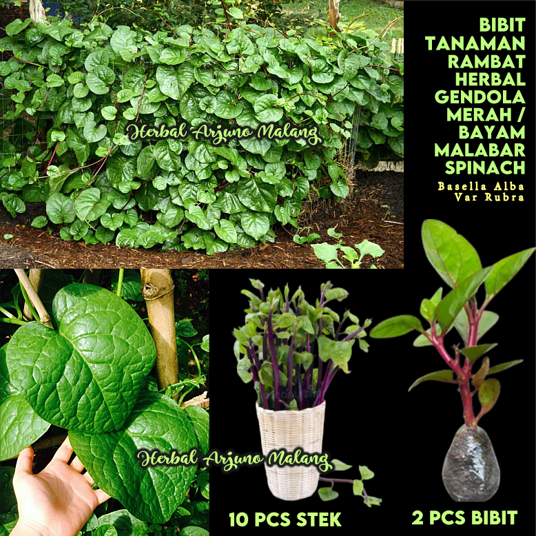 Gendola Merah Bibit Tanaman Herbal Rambat Bayam Malabar Remayong Lembayung Ang Chai Sayur Sayuran Ob