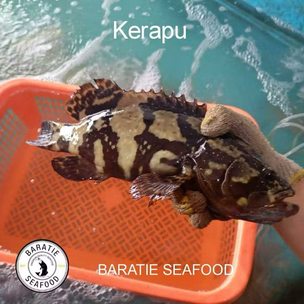 Ikan Kerapu Bunga Macan Live Seafood / Ikan Kerapu Cantan Harian Tangkapan Nelayan/ Ikan Kerapu Hidu