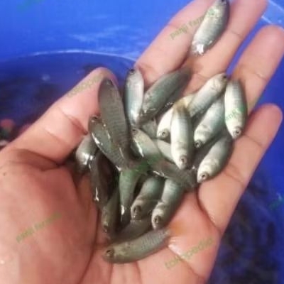 Bibit ikan betok konsumsi untuk budidaya sehat