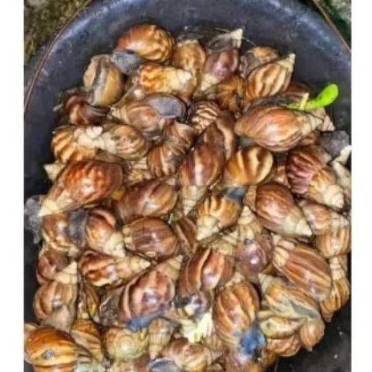 Bekicot hidup perbiji termurah