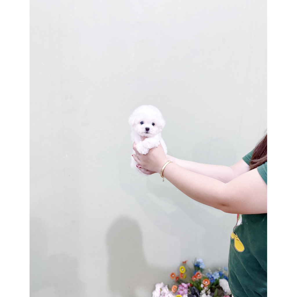 korean mini bichon male super cebol gembul bloodline import korea bichon frise mini