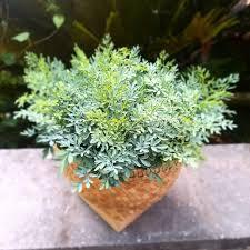 Bibit tanaman inggu/tanaman herbal/inggu tanaman rempah