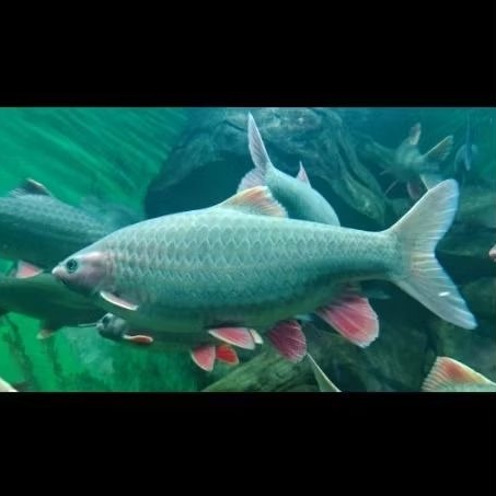 Ikan phoenix barb 12-13cm