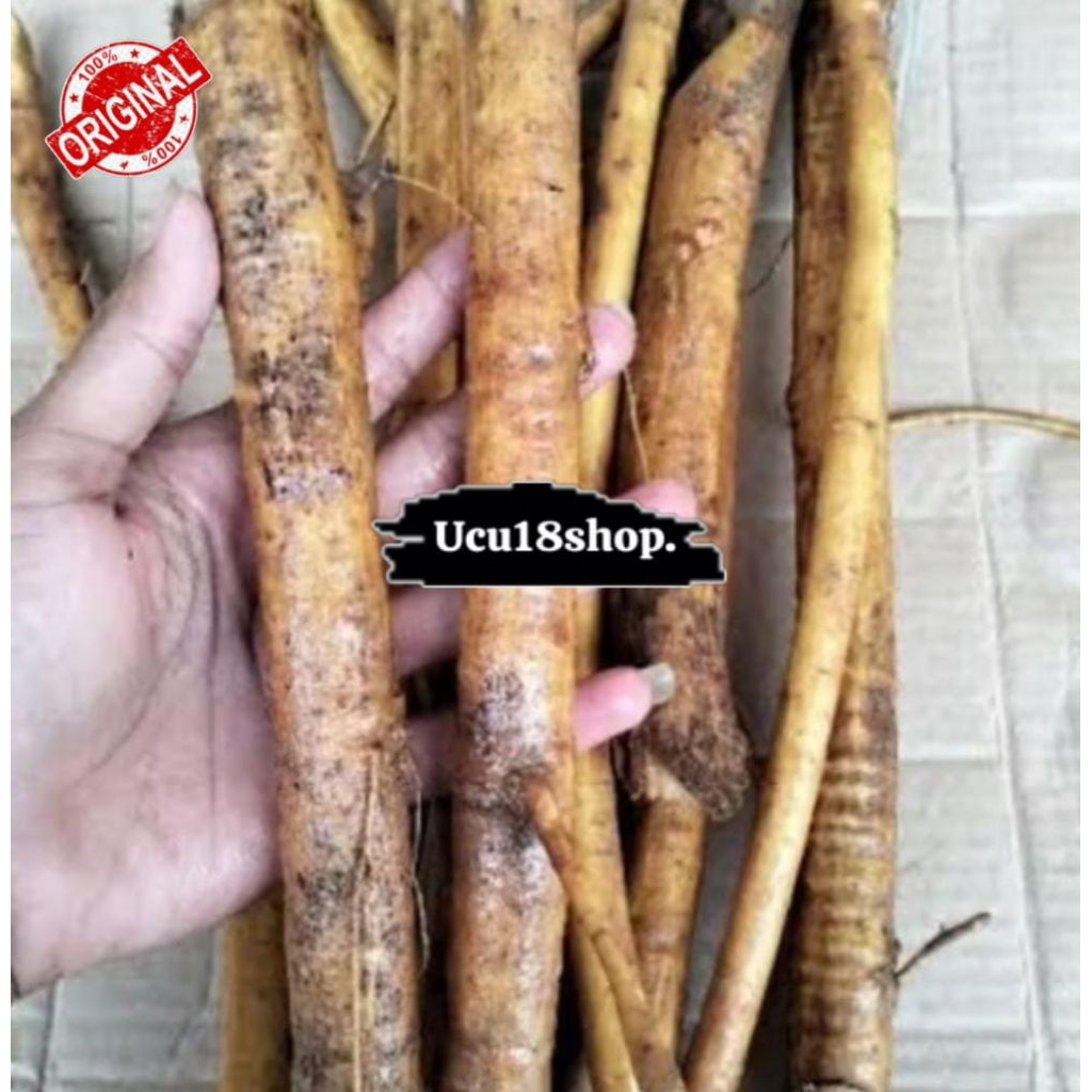 Akar Tuba Segar Akar Tuba berkualitas Isi 10 Batang Organik_US
