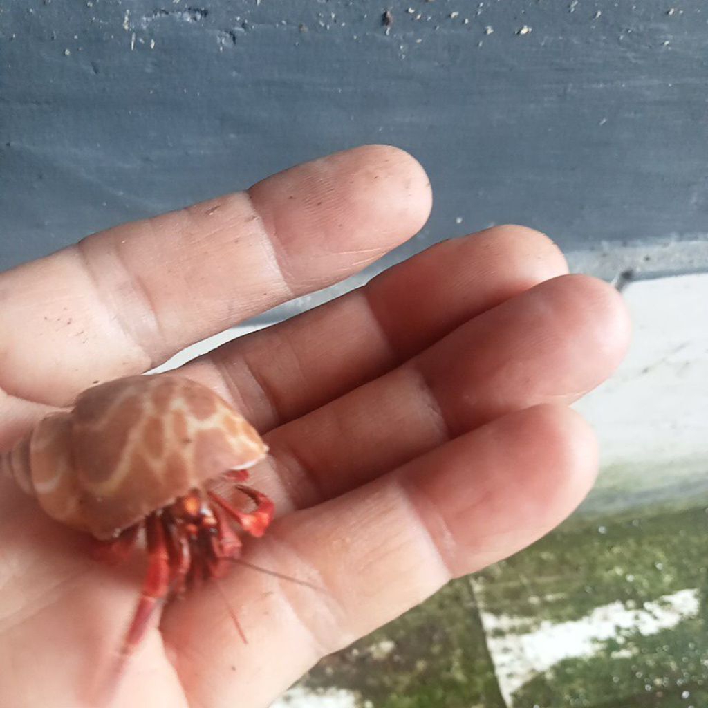 kelomang merah ukuran M cangkang keong macan dijual satuan Rp 20.000 dapat 10 ekor.