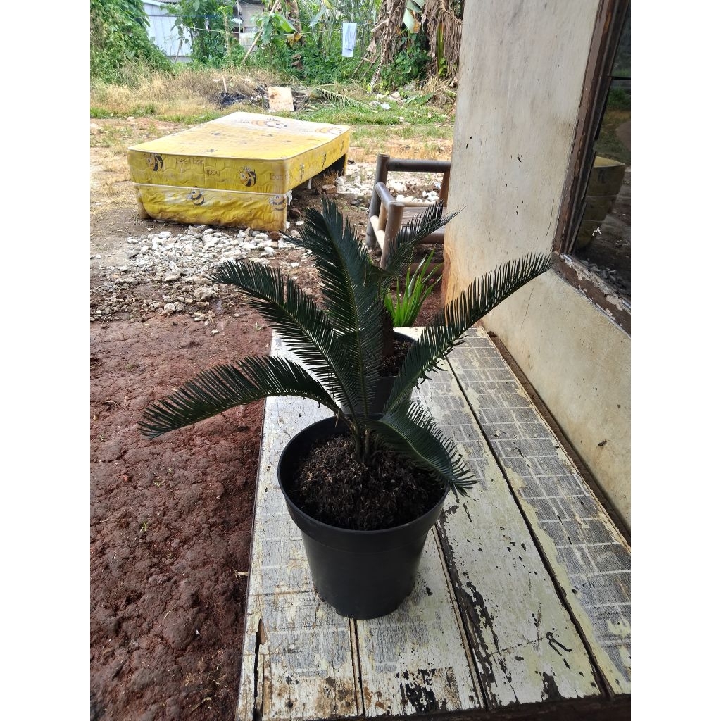 tanaman hias sikas dewasa