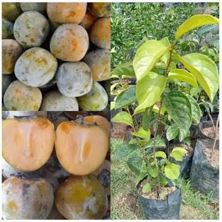 Bibit Kesemek Jumbo Unggul - Cepat Berbuah, Tinggi 50cm, Media Tanah & Kompos