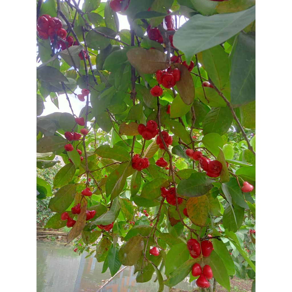 jambu air merah 1kg/jambu air fresh 1kg