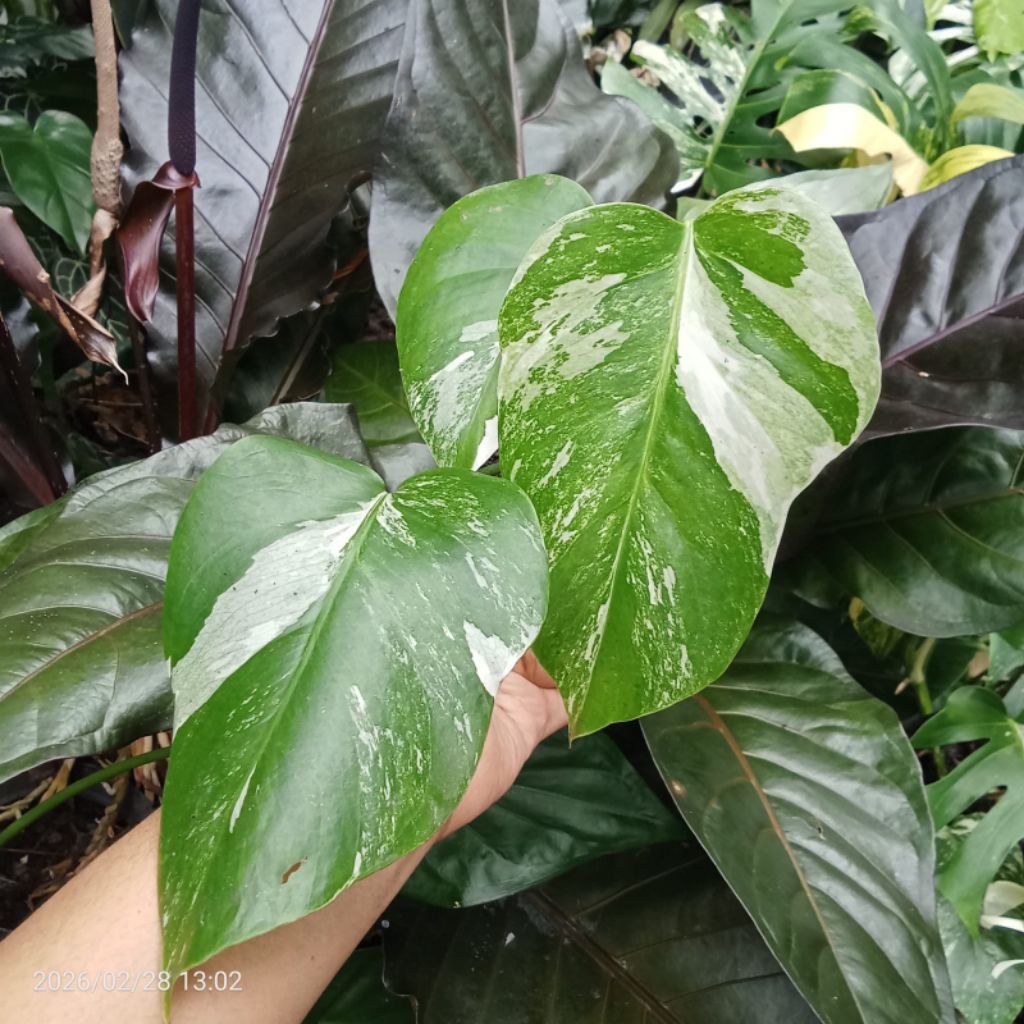 Monstera variegata marble | monvar