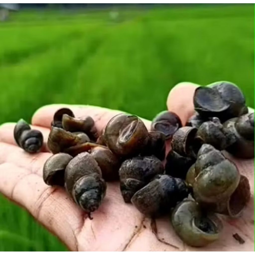 Tutut sawah/keong sawah 1kg