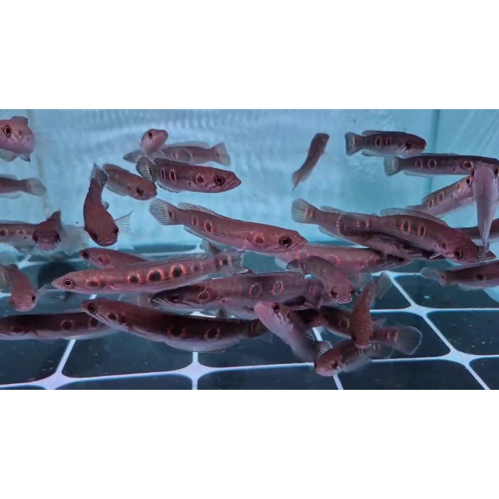 PAJANGAN | KERANDANG (PLEURO)