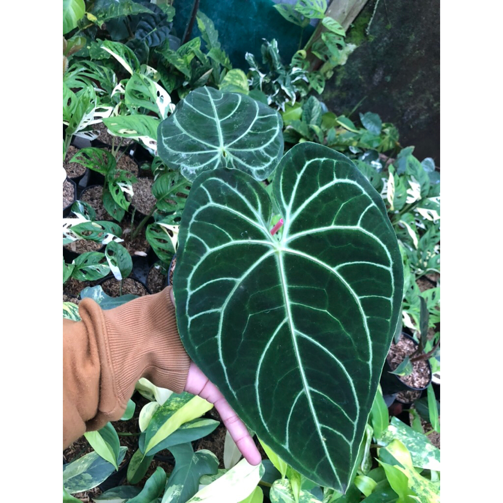 Tanaman Hias Antharium Regale Equador / Kuping gajah Regale ecuageneura