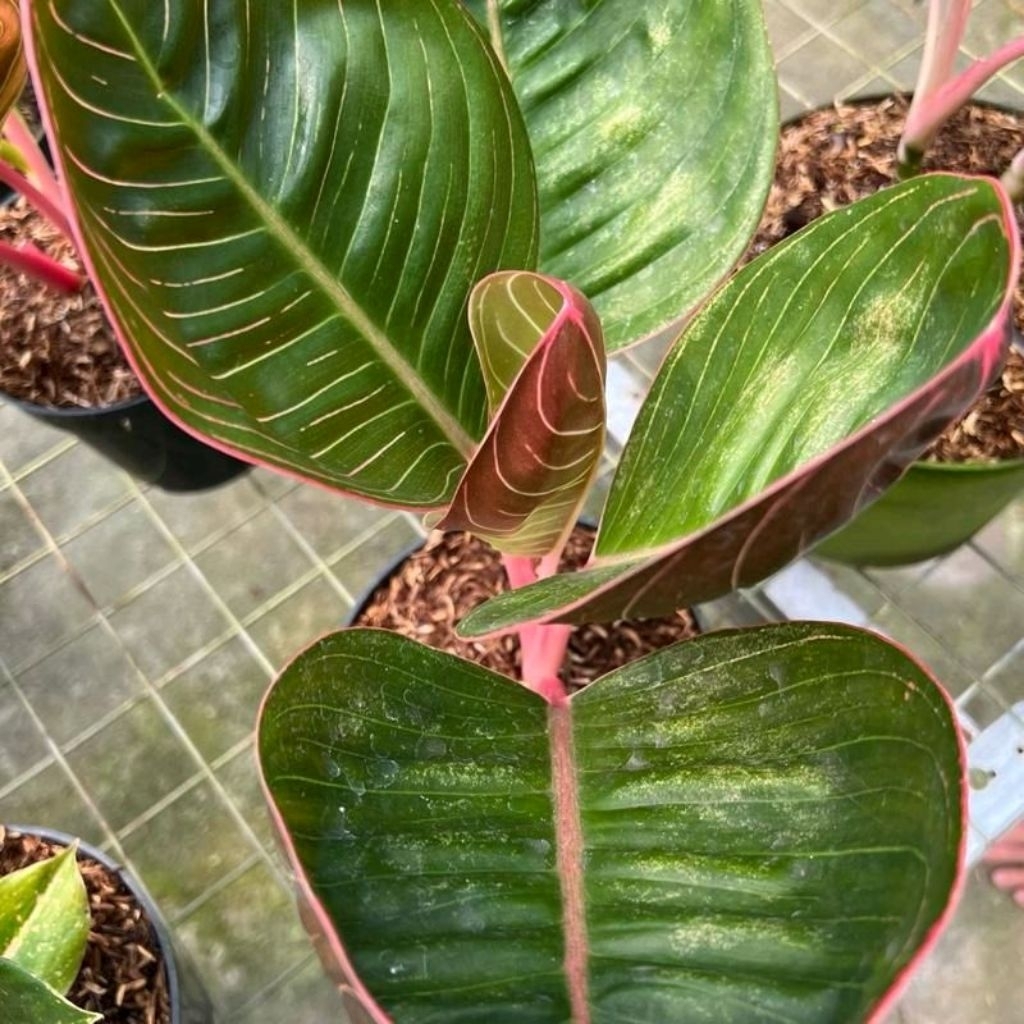 Aglonema Lipstik Cobra Alami Dekorasi Terbaik Tanaman Daun Hijau Serat merah putih