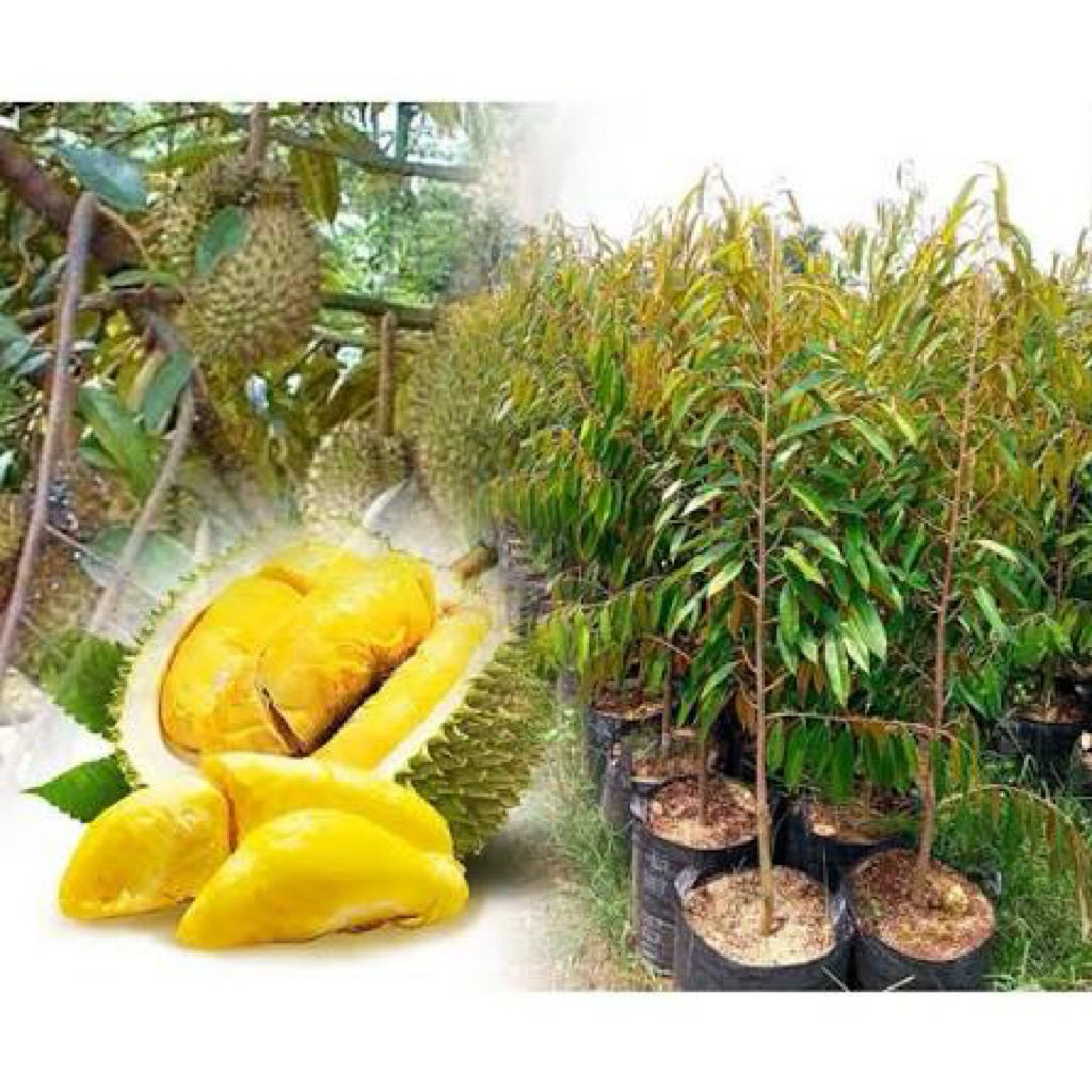 Bibit Durian Musang King Super Unggul