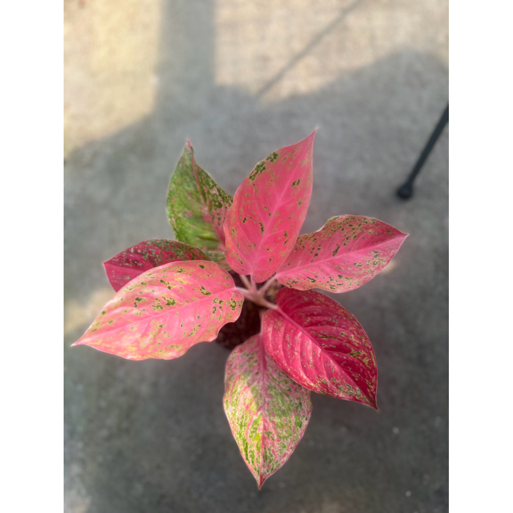 Aglonema Striptis Mutasi-Dekorasi Natural Premium Tanaman