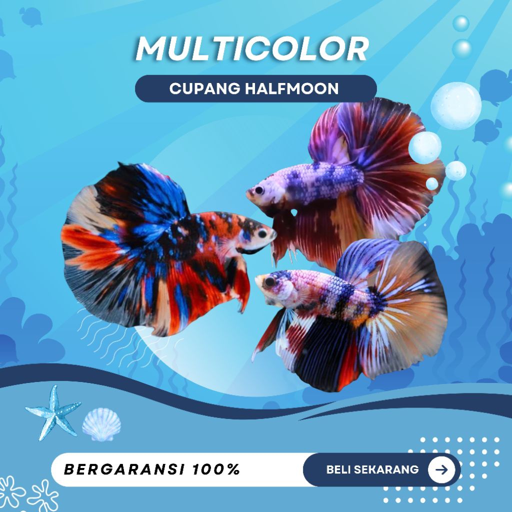 Cupang Halfmoon Multicolor - MURAH, TOP GRADE, REALPICT, DISKON, HEMAT