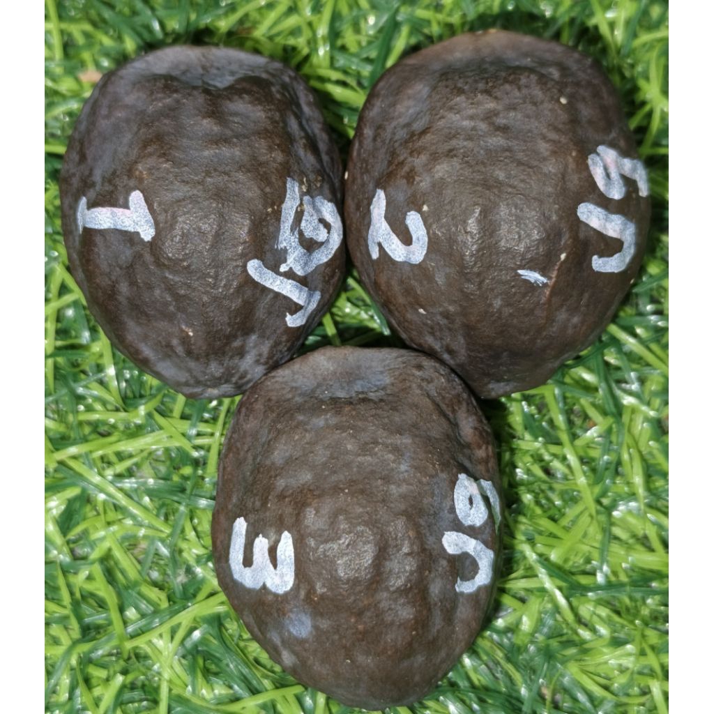 Muncang Anak Jalim Gurame x jalim championship