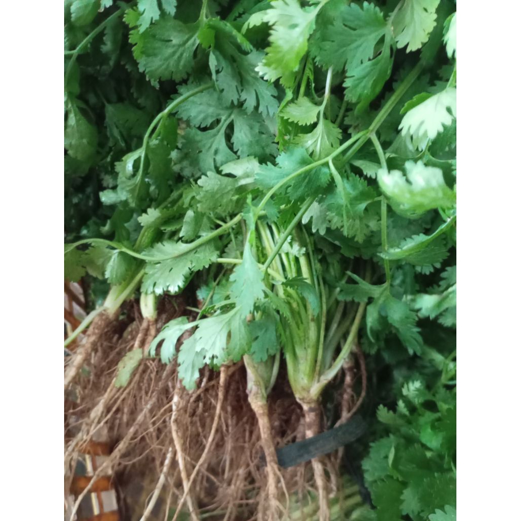 Sayur Daun Godong Ketumbar Coriander Cilantro Wansui segar