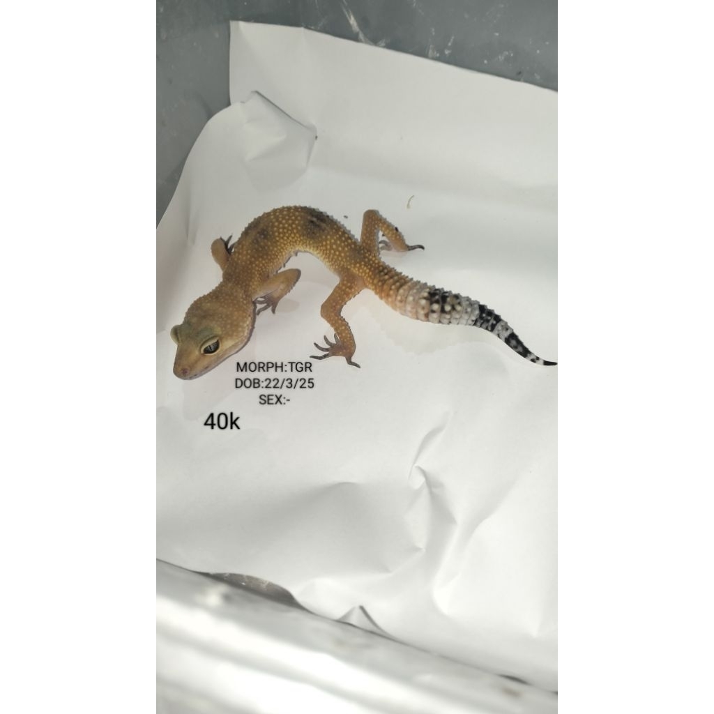 Gecko Aksesoris Hewan peliharaan Asli Bisa Pilih