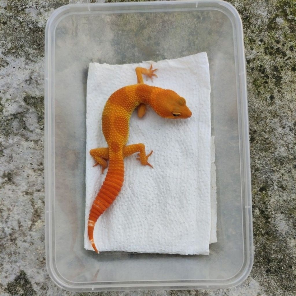 MAINAN ANAK GECKO JUVE_SHTCTB FEMALE