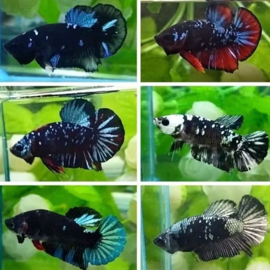 IKAN HIAS CUPANG PLAKAT AVATAR RANDOM SIZE +-4 CM [BISA PILIH JANTAN/BETINA] [ISI 2 EKOR]