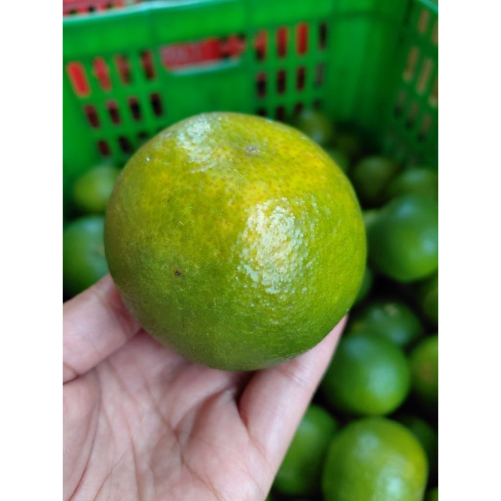 Jeruk keprok Batu 55/jeruk lokal/oleh_oleh khas Batu Malang