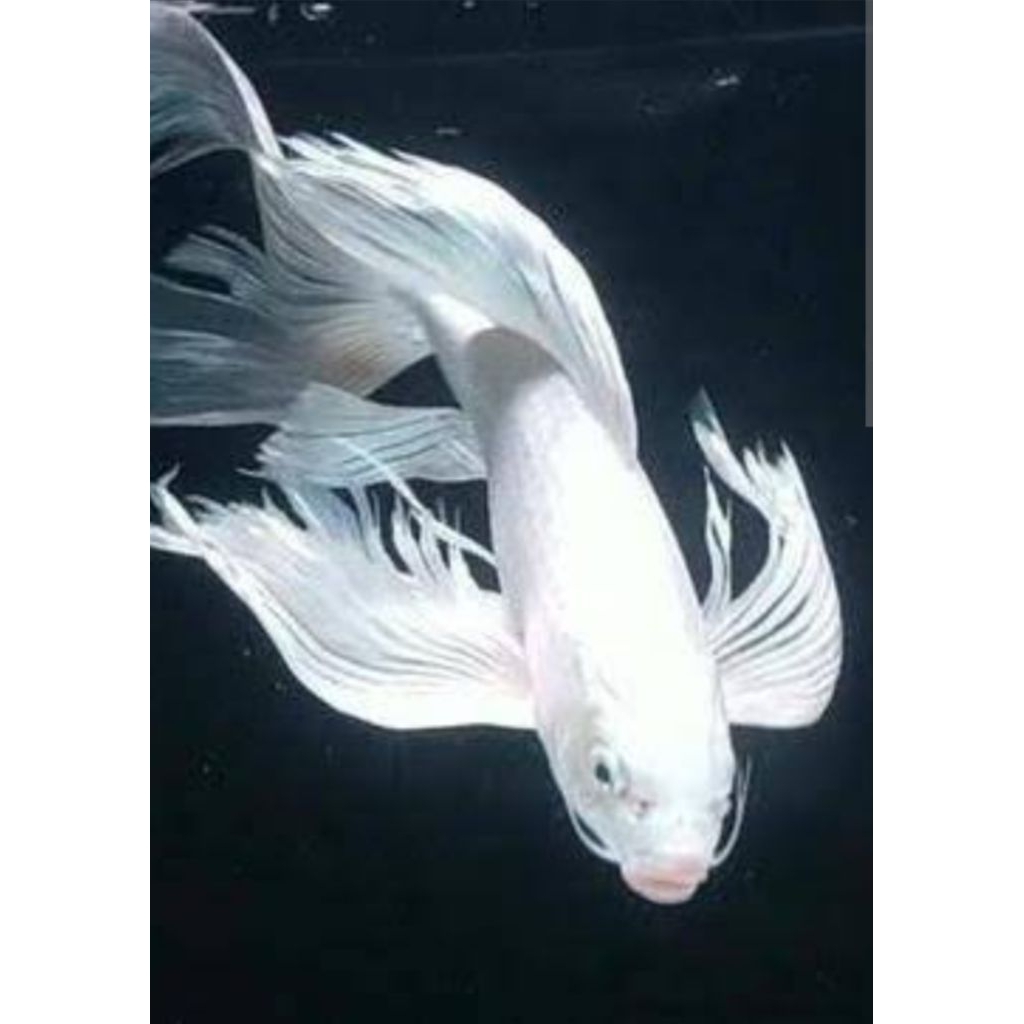 Ikan koi kumpay slayer platinum. ikan hias air tawar