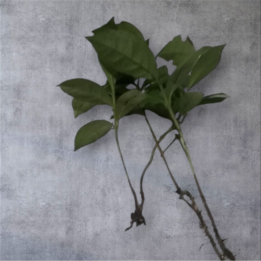 bibit salam daun salam