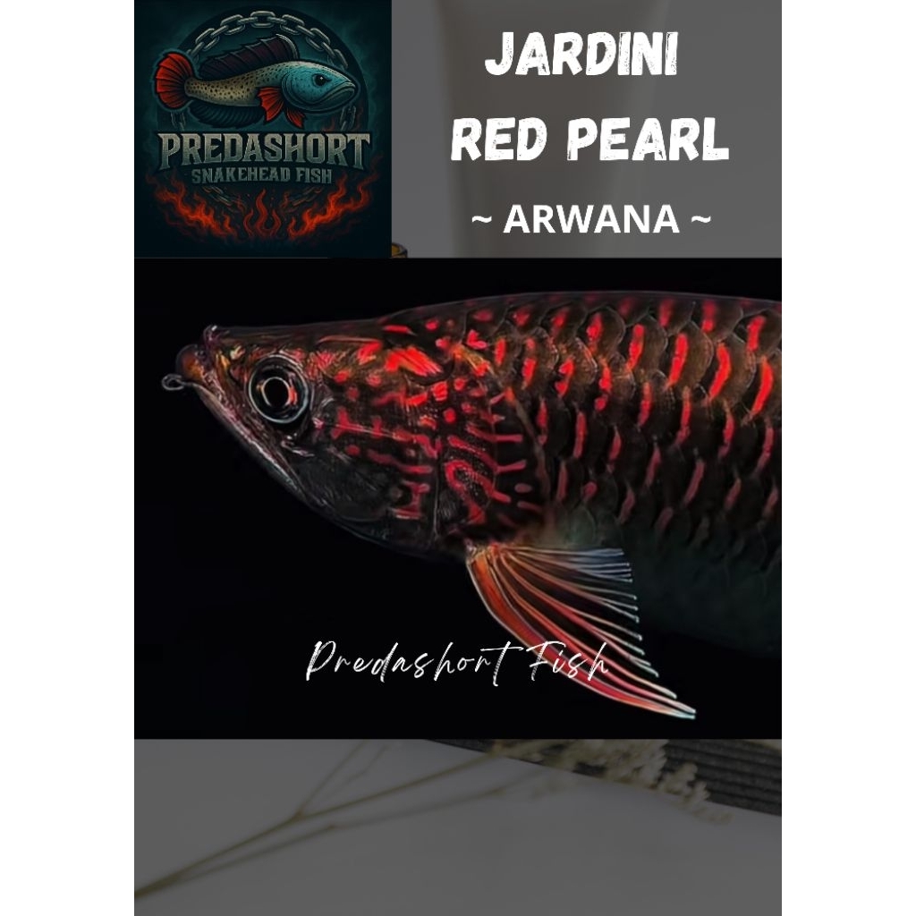 Arwana Jardini Red Pearl PREMIUM KUALITAS bergaransi pengiriman