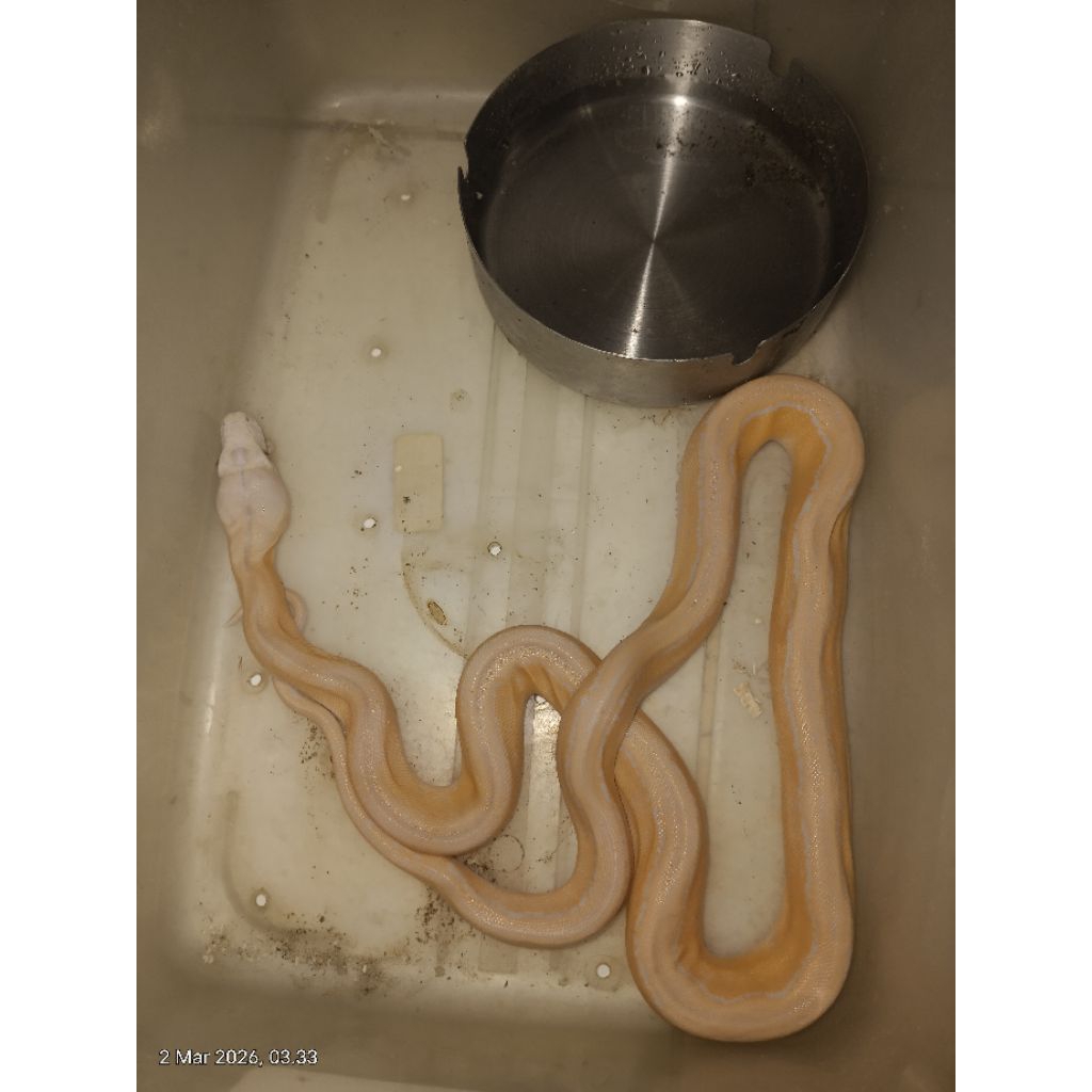 Suti motley albino Lavender