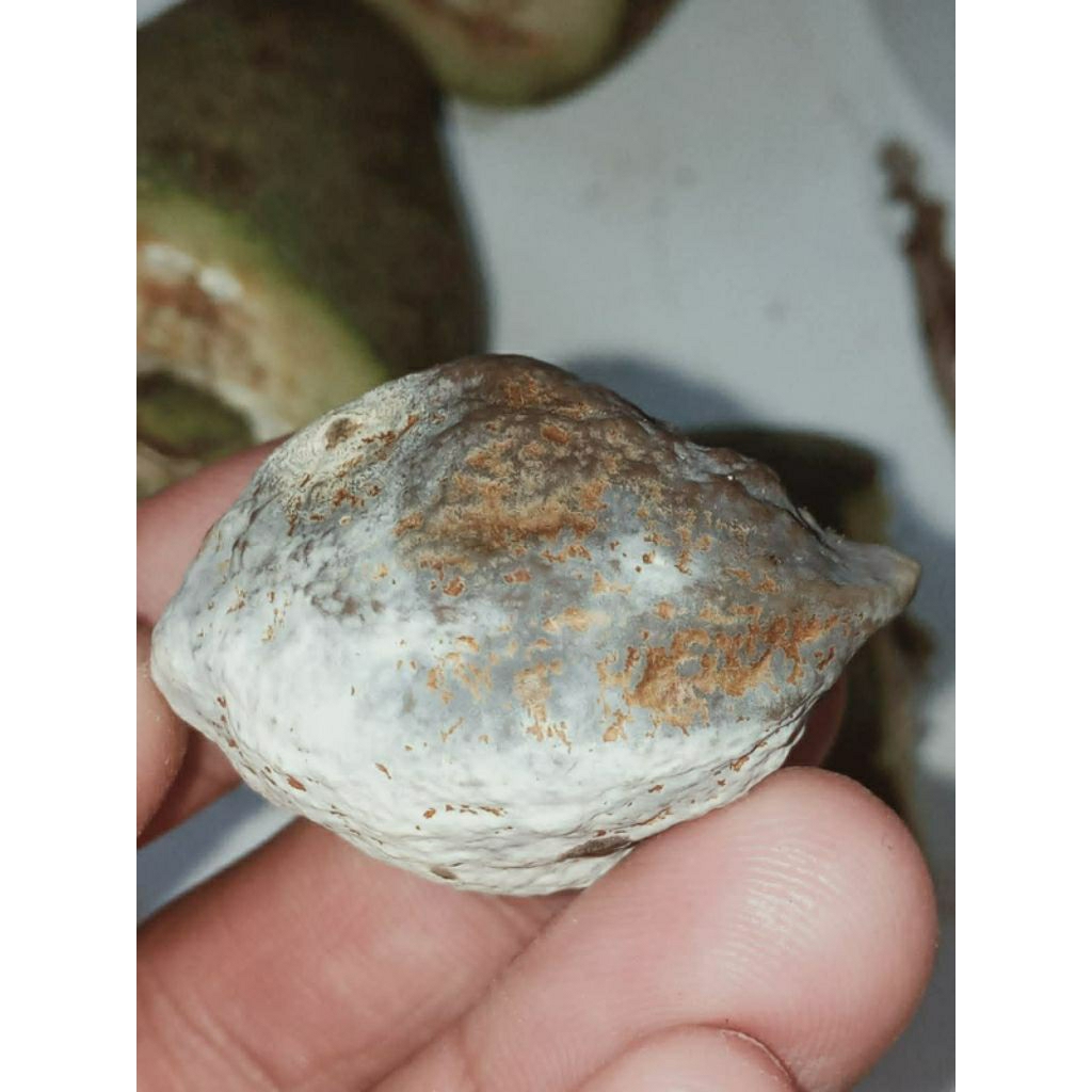 MUNCANG ADU JAYANTI ANAK LINGLUNG SUPER QUALITY 100%