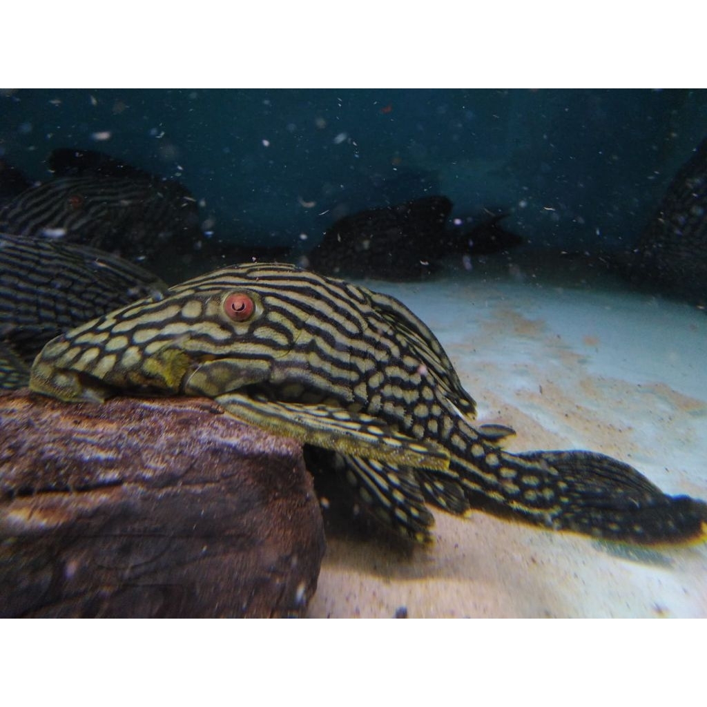 Ikan sapu-sapu pleco L330 watermelon panaque 16-18cm