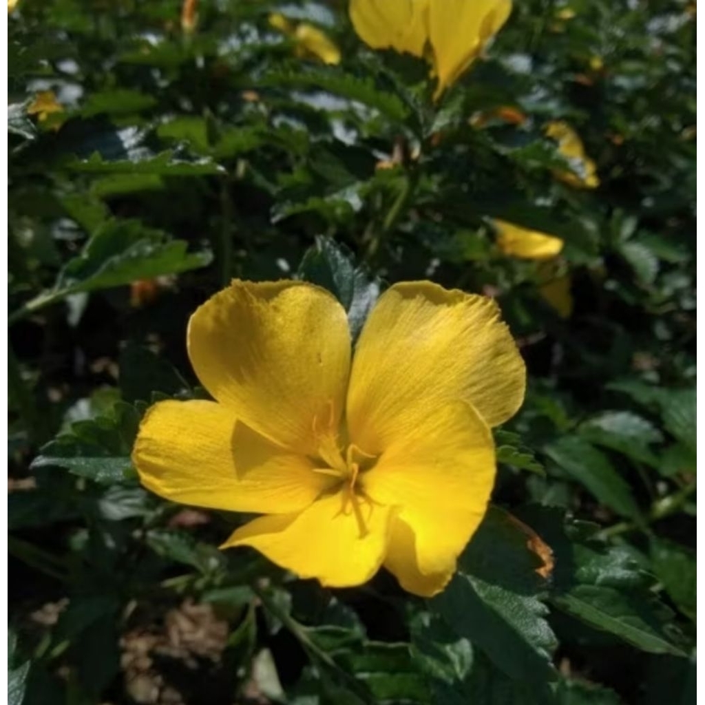 Tanaman Yolanda kuning Murah