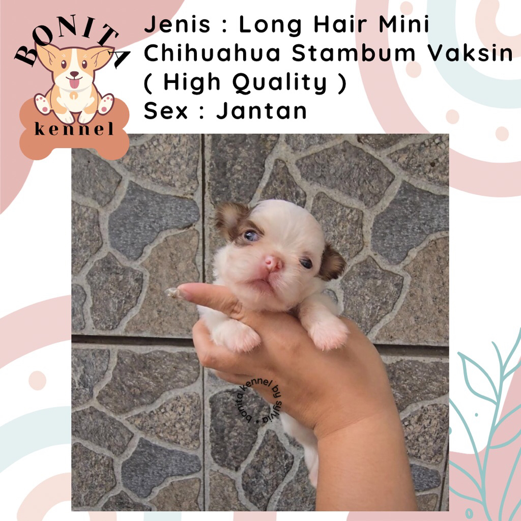 Long Hair Chihuahua Stambum Anak Anjing Mini Chihuahua Jantan Betina