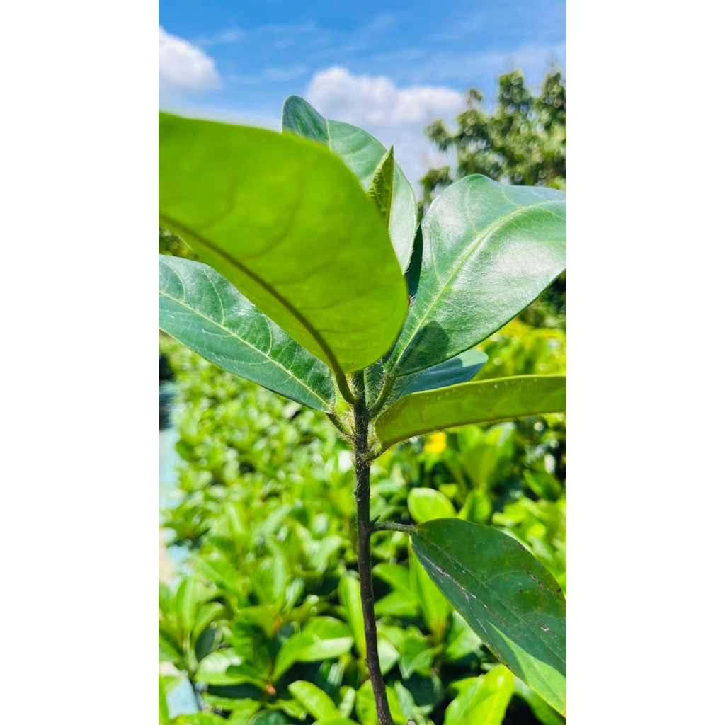 Bibit Cempedak King Super Cepat Berbuah, Bibit Cempedak Madu Super