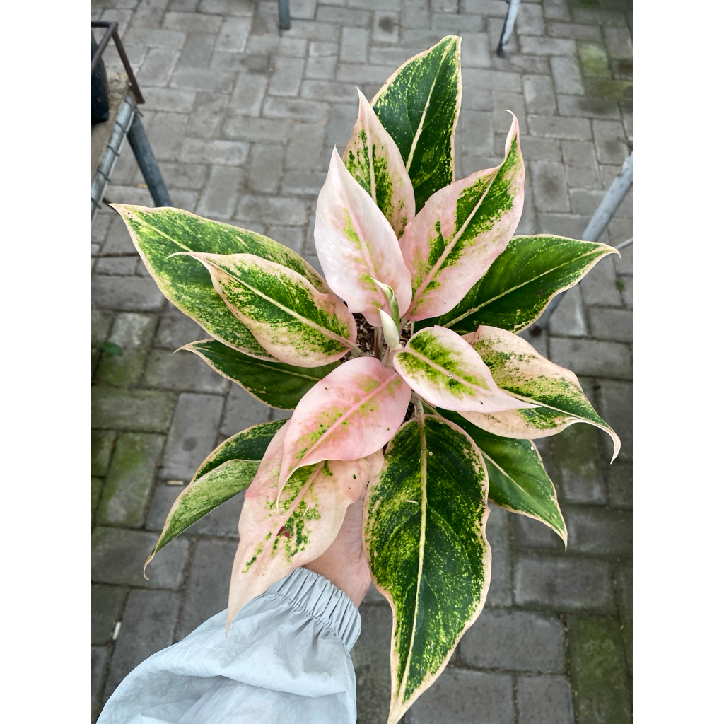 Aglonema lipstik pudding pink - aglonema murah - aglonema lokal