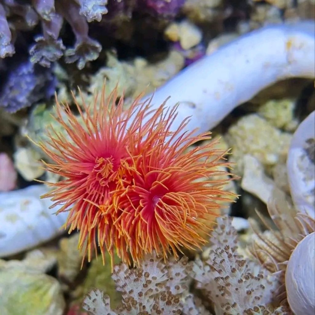 cacing koker pipa merah red fan worm rare unit aquarium laut hias cantik