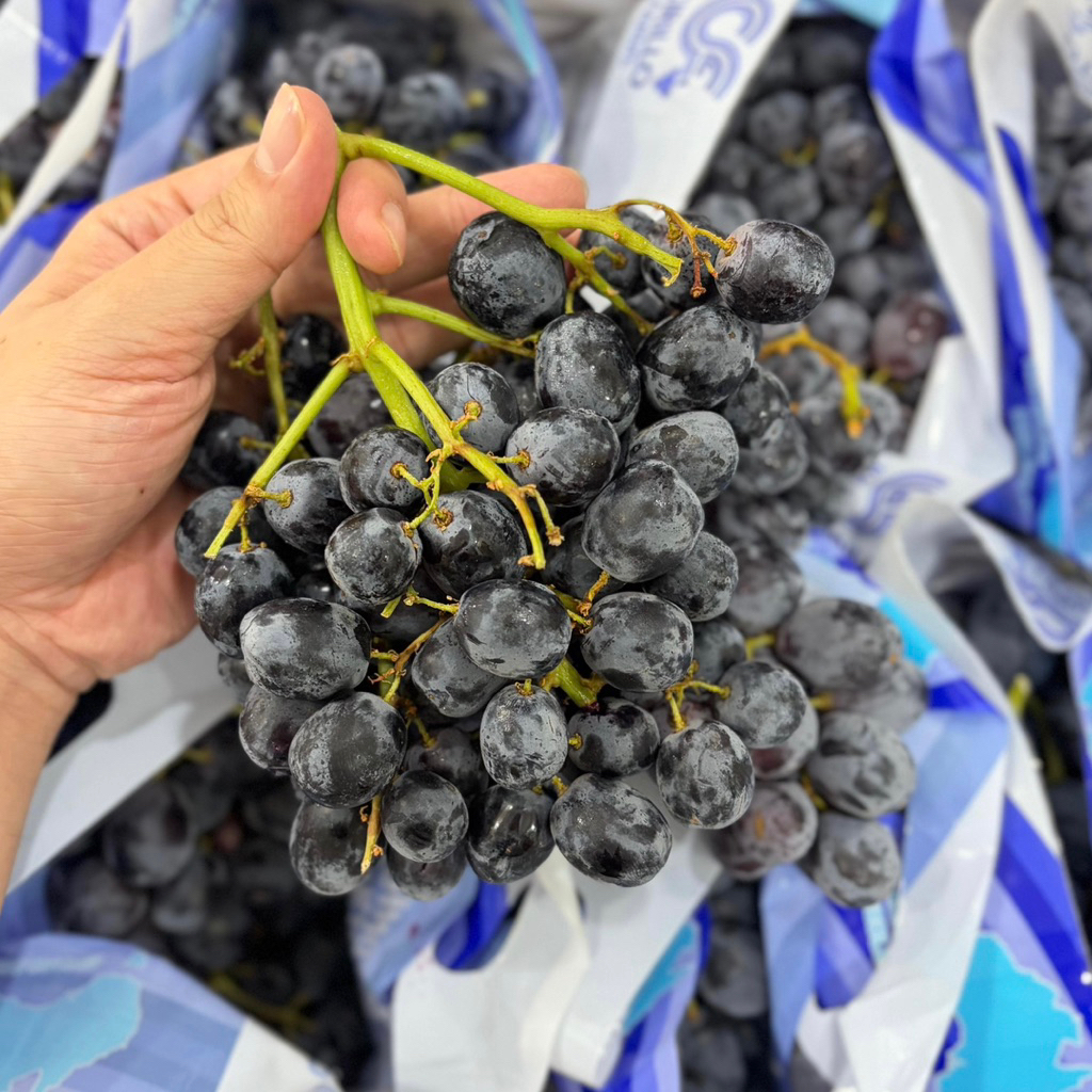 ANGGUR HITAM MIDNIGHT BEAUTY AUSTRALIA | BUAH ANGGUR FULL MANIS